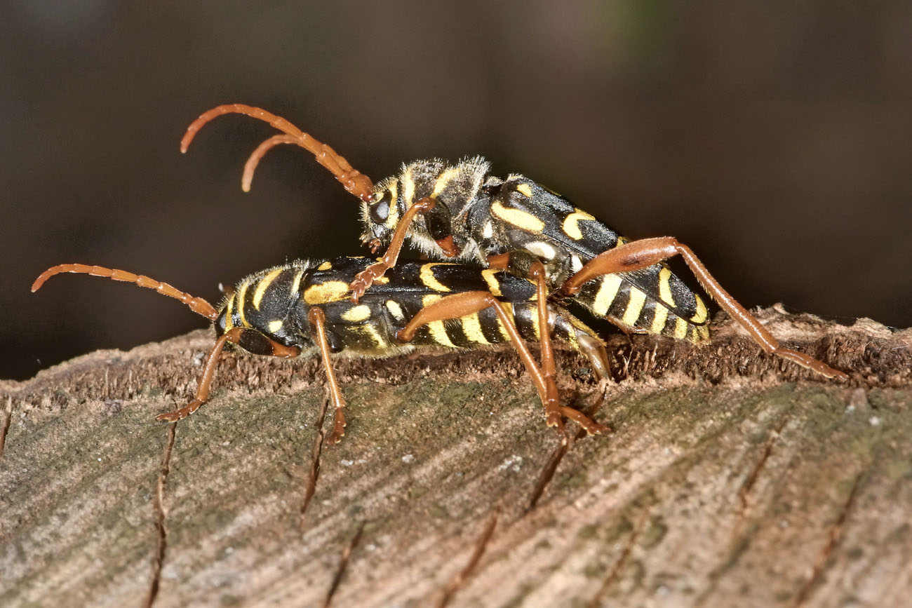 Cerambycidae:  Plagionotus arcuatus?  S !